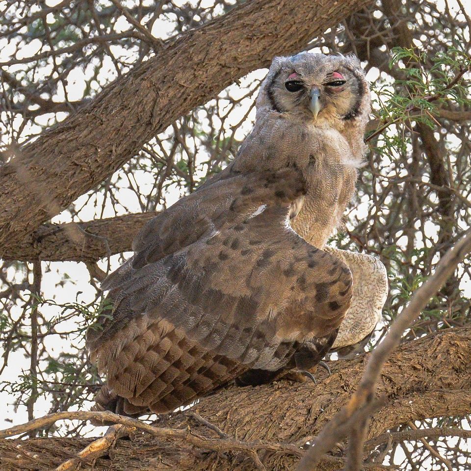 Birds of Prey: How to Find and Photograph Raptors - Nature TTL