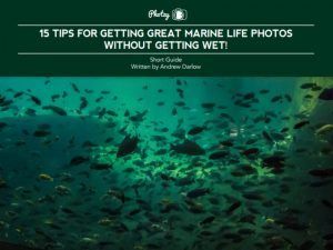 15 Tips for Getting Great Marine Life Photos without Getting Wet! - Free Quick Guide