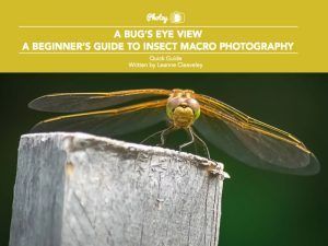 Insect Macro Photography - Free Quick Guide