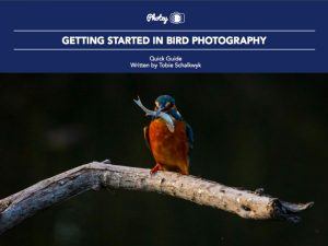 Getting Started in Bird Photography
