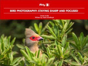 Bird Photography: Staying Sharp and Focused