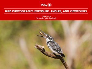 Bird Photography: Exposure, Angles, and Viewpoints