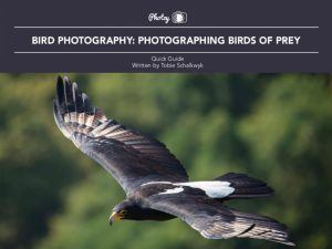 Bird Photography: Birds of Prey - Free Quick Guide