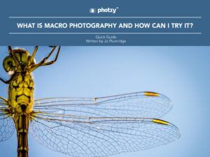 What Is Macro Photography and How Can I Try It? - Free Quick Guide
