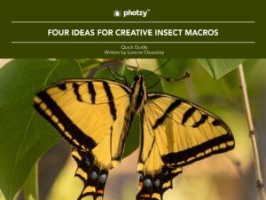 Four Ideas for Creative Insect Macros - Free Quick Guide