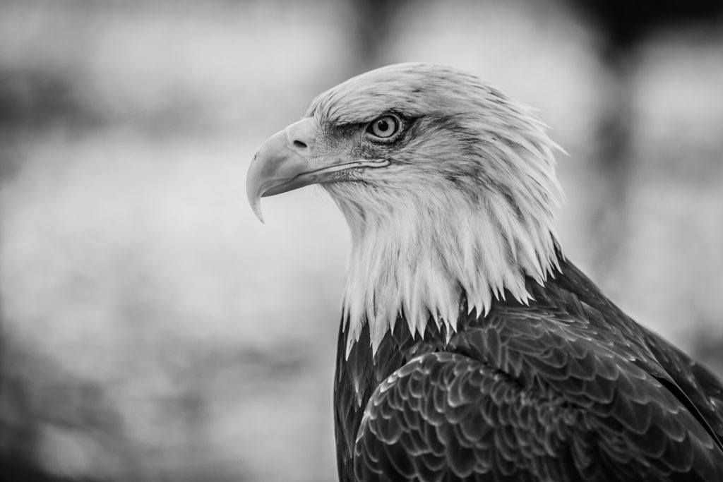 15 Amazing Black & White Wildlife Images That Will Leave You Spellbound |  Photzy