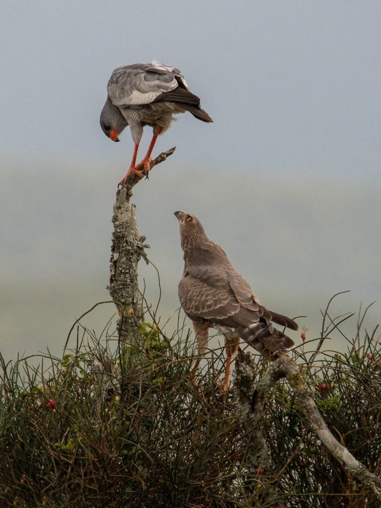 Birds of Prey: How to Find and Photograph Raptors - Nature TTL