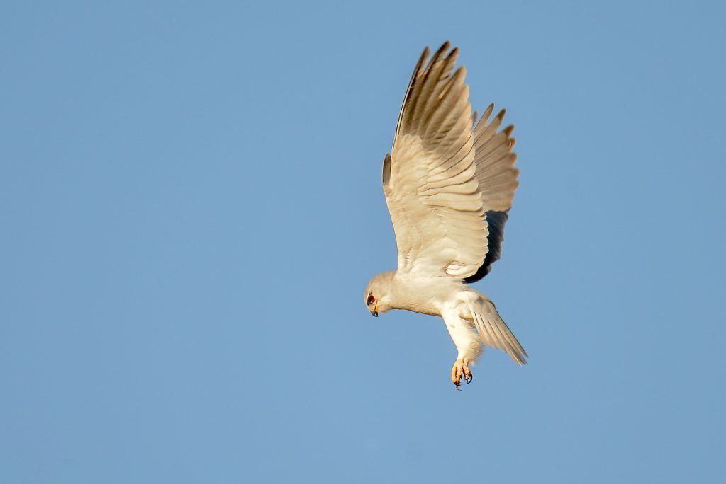 Birds of Prey: How to Find and Photograph Raptors - Nature TTL