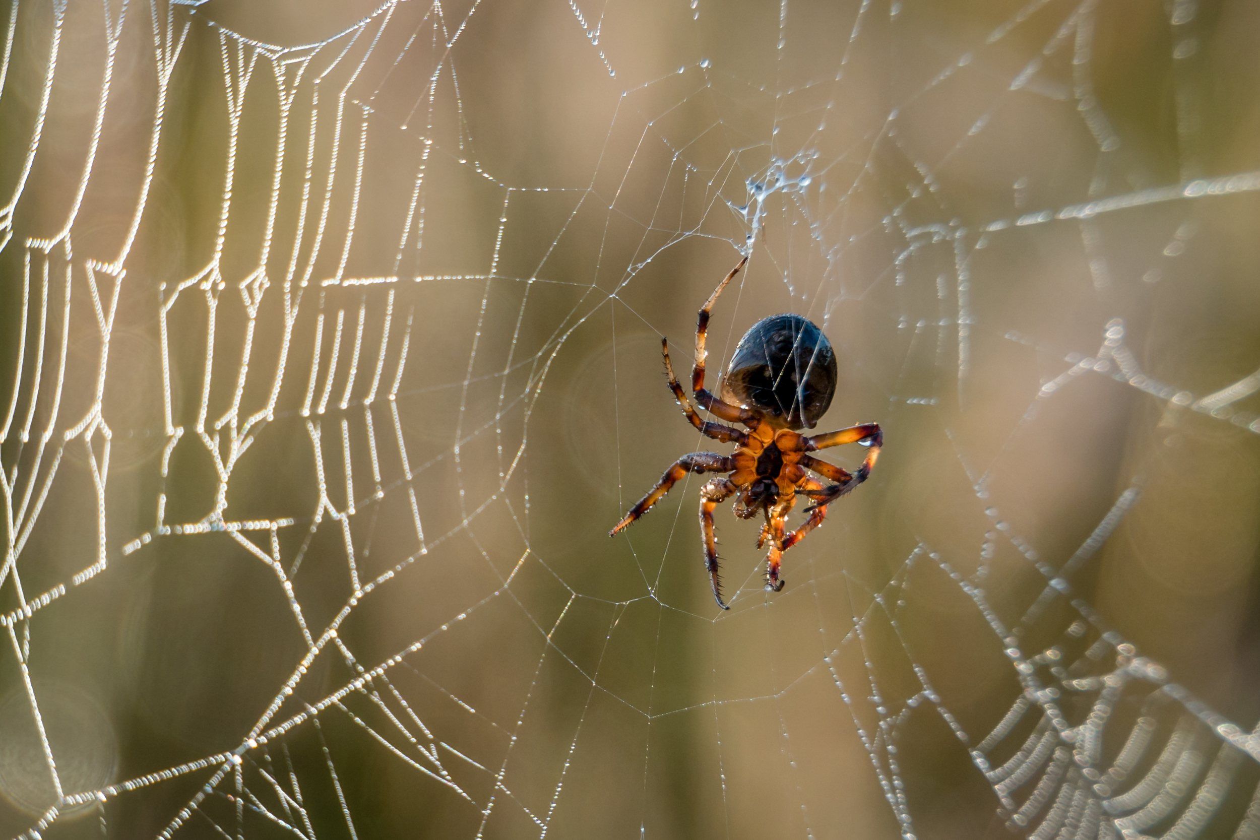 Close-up of a spider in its web eating its prey, Shot with:…