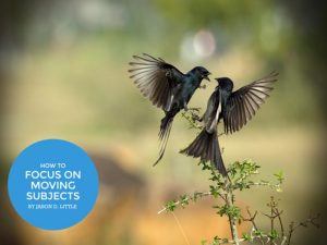 How to Focus on Moving Subjects