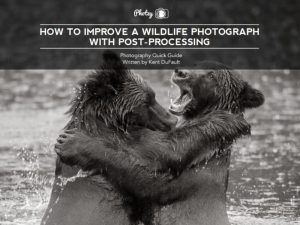 How to Improve a Wildlife Photograph with Post-Processing - Free Quick Guide