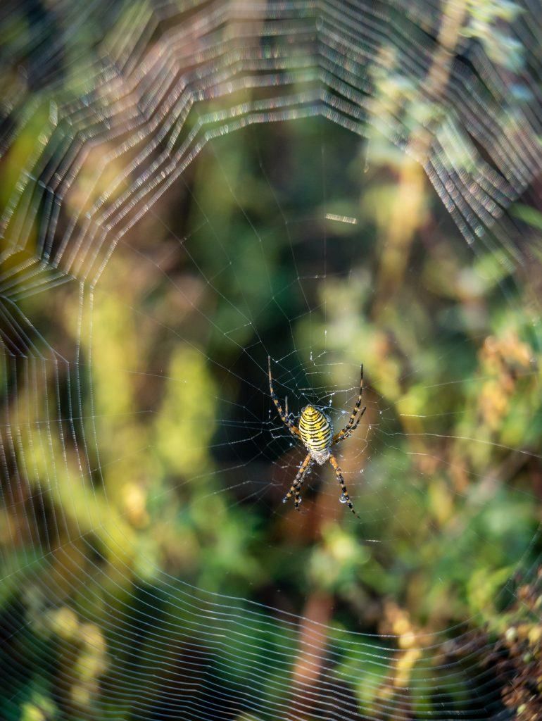 How to Photograph a Spider Web: 16 Expert Tips