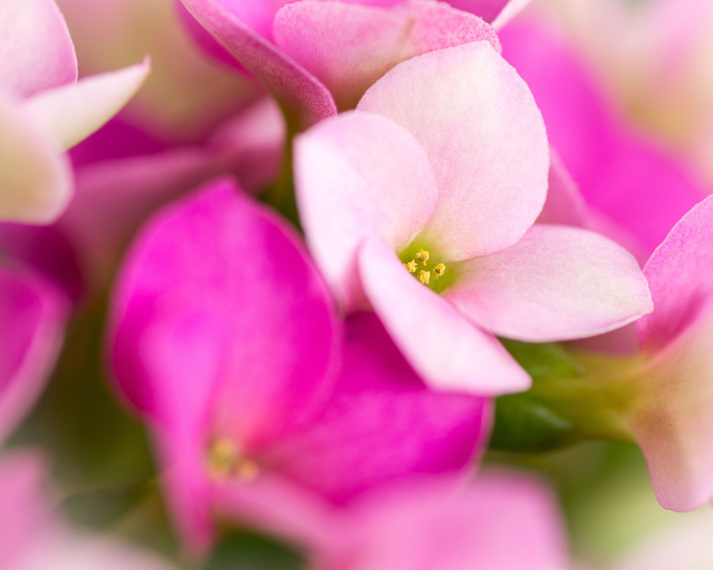 Photographing Flowers With A Macro Lens