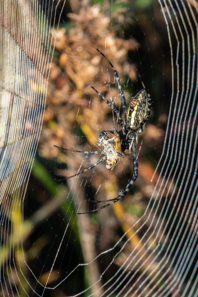 How to Photograph a Spider Web: 16 Expert Tips