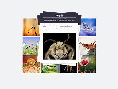 𝟱 𝗠𝗮𝗰𝗿𝗼 𝗜𝗻𝘀𝗲𝗰𝘁 𝗣𝗵𝗼𝘁𝗼𝗴𝗿𝗮𝗽𝗵𝘆 𝗘𝘅𝘁𝗲𝗻𝗱𝗲𝗱 𝗖𝗮𝘀𝗲 𝗦𝘁𝘂𝗱𝗶𝗲𝘀 (43 Pages) Includes step-by-step examples, shooting challenges & self evaluation questions. ($35 Value)