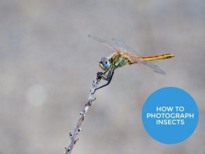 FREE guide to Photographing Insects