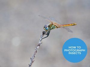 FREE guide to Photographing Insects