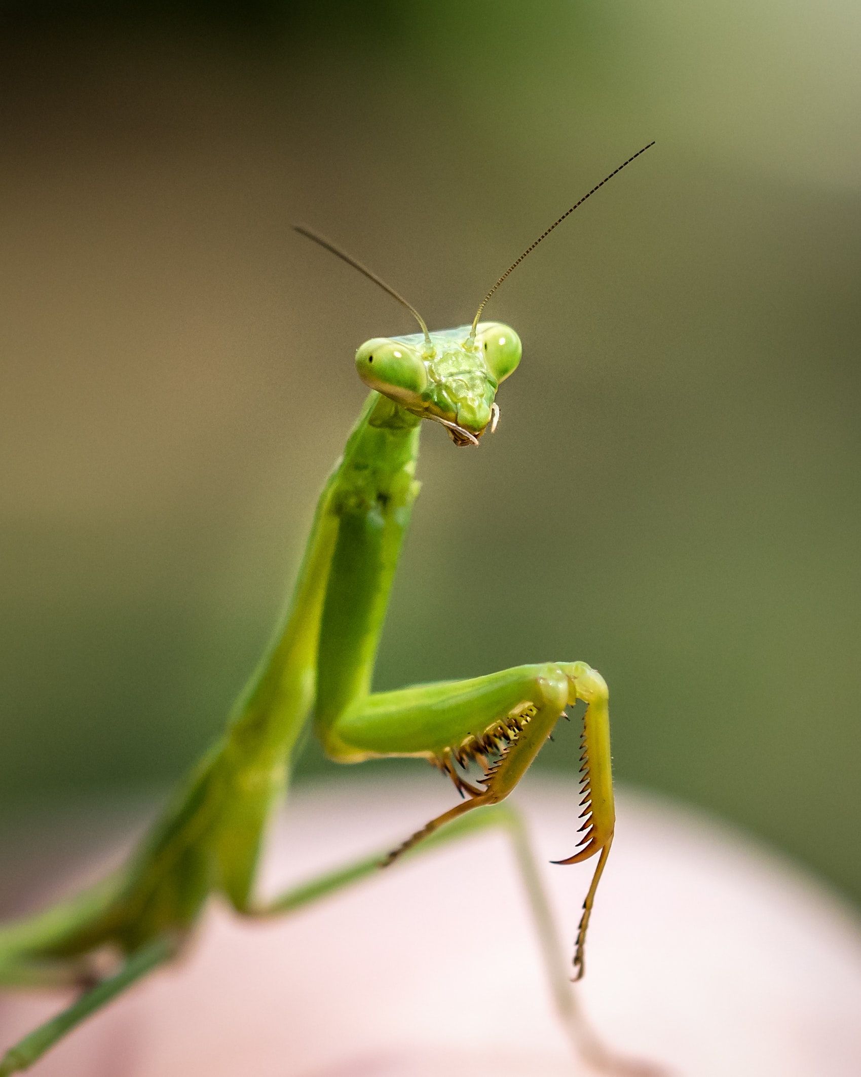 Мантис богомол. Богомолы Мантис зелёный. Богомол обыкновенный (Mantis religiosa). Богомол обыкновенный Mantis religiosa самец.